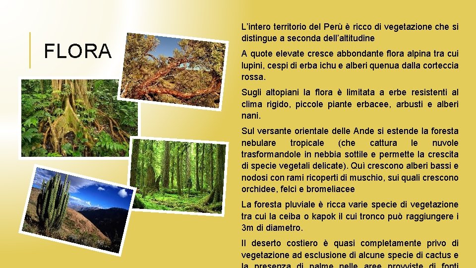 FLORA L’intero territorio del Perù è ricco di vegetazione che si distingue a seconda