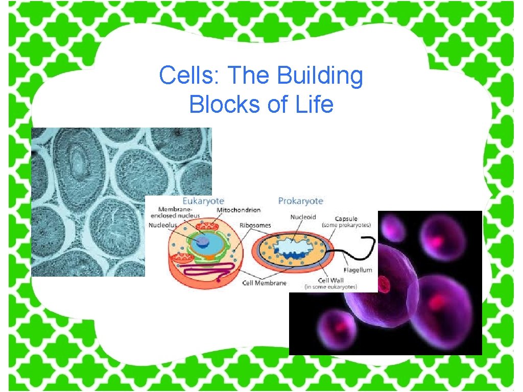 Cells: The Building Blocks of Life 