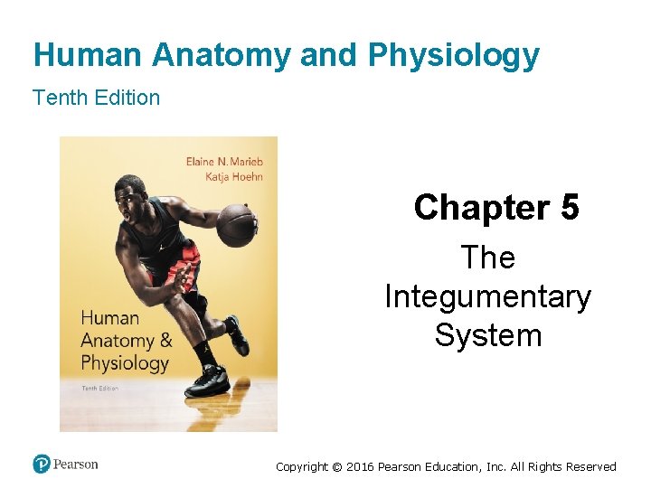 Human Anatomy and Physiology Tenth Edition Chapter 5 The Integumentary System Copyright © 2016