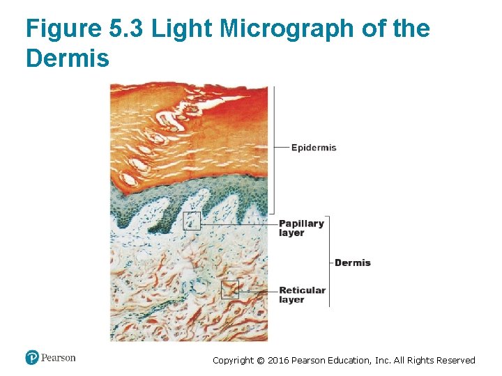 Figure 5. 3 Light Micrograph of the Dermis Copyright © 2016 Pearson Education, Inc.
