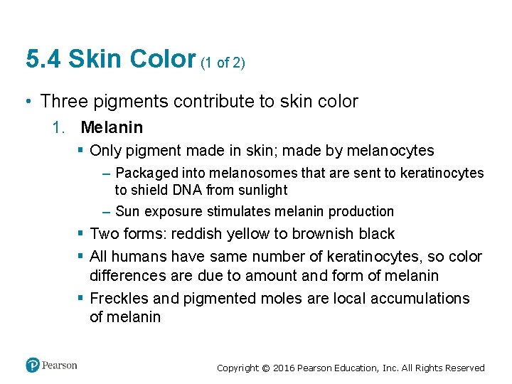 5. 4 Skin Color (1 of 2) • Three pigments contribute to skin color