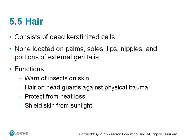 5. 5 Hair • Consists of dead keratinized cells • None located on palms,