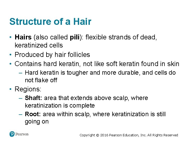 Structure of a Hair • Hairs (also called pili): flexible strands of dead, keratinized