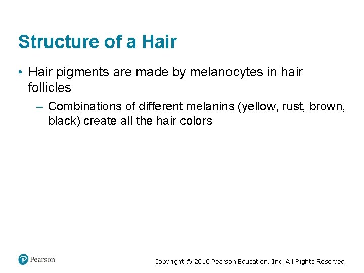 Structure of a Hair • Hair pigments are made by melanocytes in hair follicles