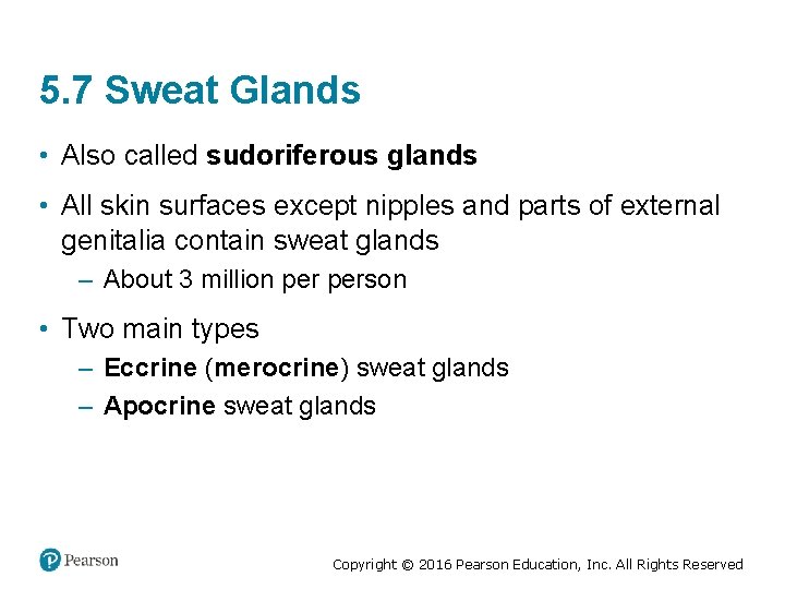 5. 7 Sweat Glands • Also called sudoriferous glands • All skin surfaces except