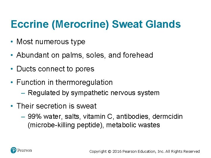 Eccrine (Merocrine) Sweat Glands • Most numerous type • Abundant on palms, soles, and