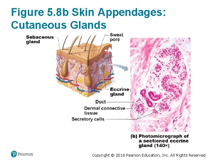 Figure 5. 8 b Skin Appendages: Cutaneous Glands Copyright © 2016 Pearson Education, Inc.