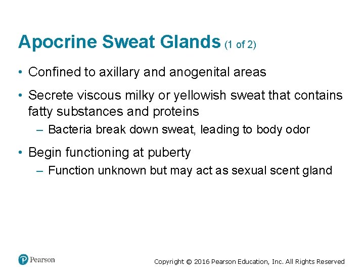 Apocrine Sweat Glands (1 of 2) • Confined to axillary and anogenital areas •