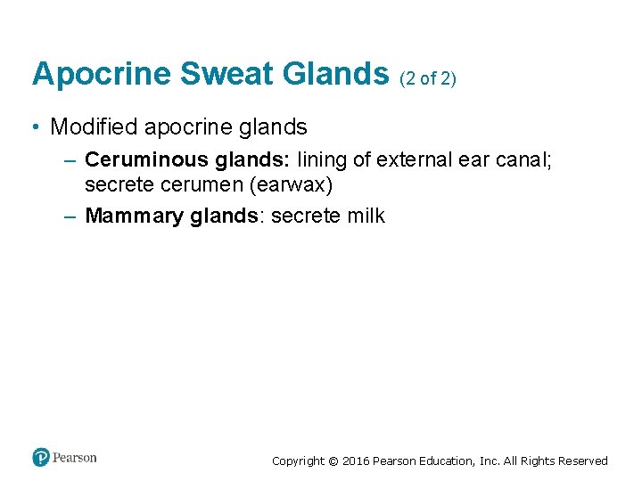 Apocrine Sweat Glands (2 of 2) • Modified apocrine glands – Ceruminous glands: lining