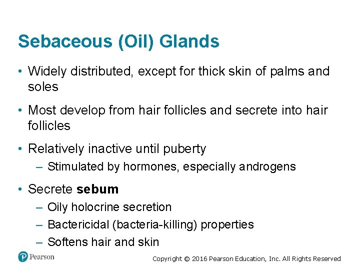 Sebaceous (Oil) Glands • Widely distributed, except for thick skin of palms and soles