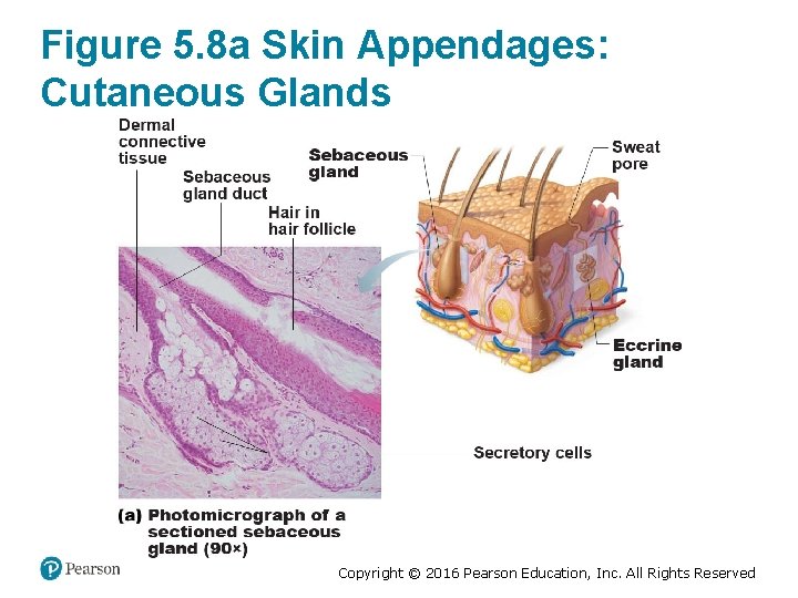 Figure 5. 8 a Skin Appendages: Cutaneous Glands Copyright © 2016 Pearson Education, Inc.