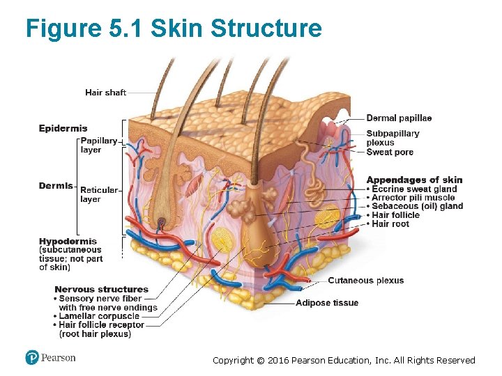 Figure 5. 1 Skin Structure Copyright © 2016 Pearson Education, Inc. All Rights Reserved