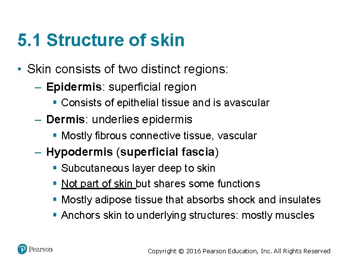 5. 1 Structure of skin • Skin consists of two distinct regions: – Epidermis: