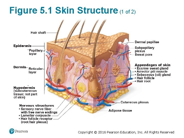 Figure 5. 1 Skin Structure (1 of 2) Copyright © 2016 Pearson Education, Inc.