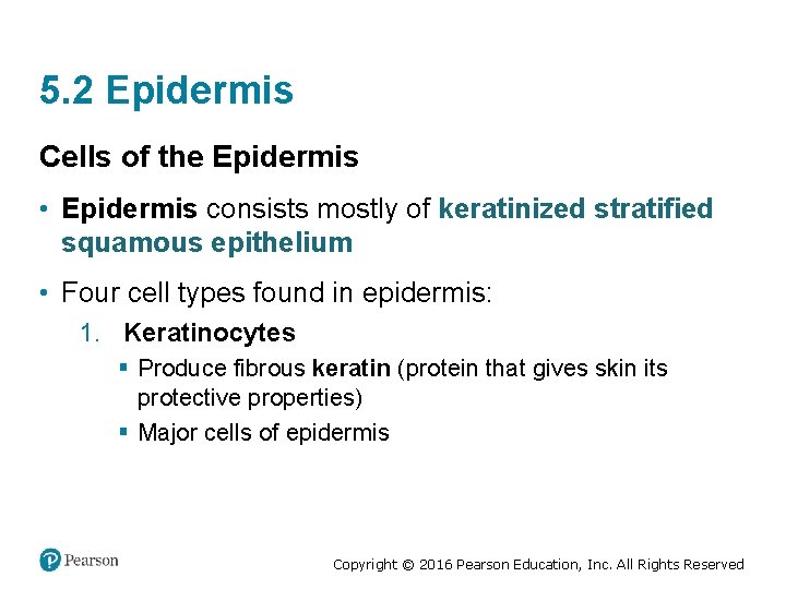 5. 2 Epidermis Cells of the Epidermis • Epidermis consists mostly of keratinized stratified