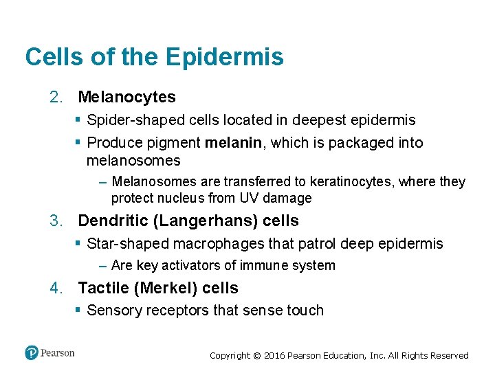 Cells of the Epidermis 2. Melanocytes § Spider-shaped cells located in deepest epidermis §