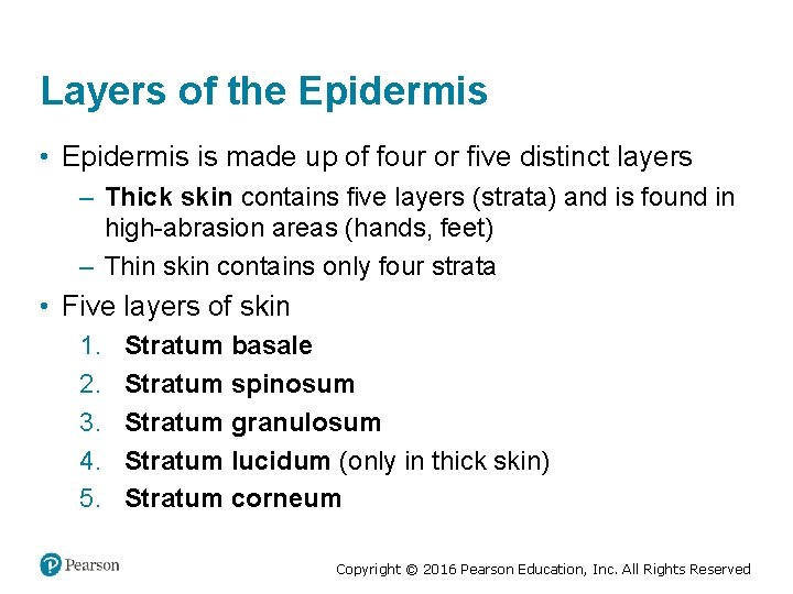 Layers of the Epidermis • Epidermis is made up of four or five distinct