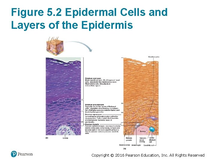 Figure 5. 2 Epidermal Cells and Layers of the Epidermis Copyright © 2016 Pearson