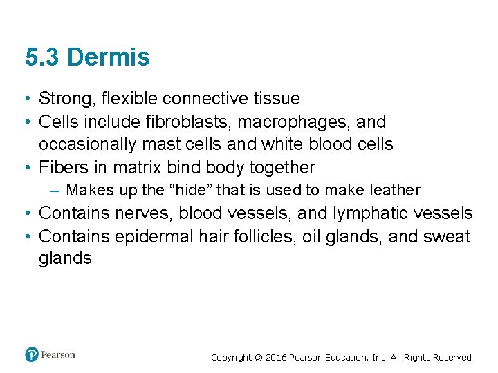 5. 3 Dermis • Strong, flexible connective tissue • Cells include fibroblasts, macrophages, and