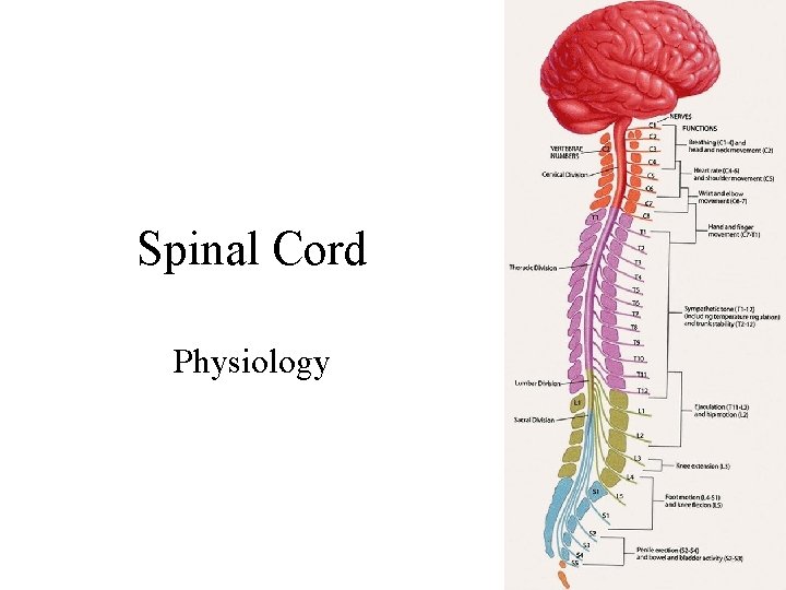 Spinal Cord Physiology 