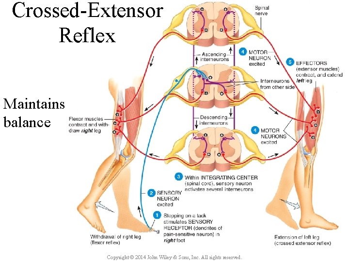 Crossed-Extensor Reflex Maintains balance Copyright © 2014 John Wiley & Sons, Inc. All rights