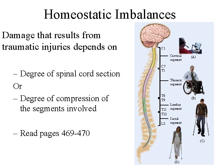 Homeostatic Imbalances Damage that results from traumatic injuries depends on C 1 Cervical segment