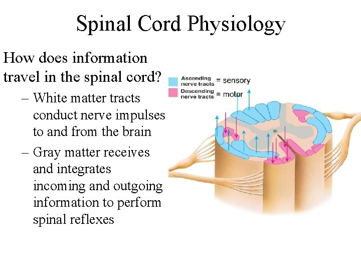 Spinal Cord Physiology How does information travel in the spinal cord? – White matter