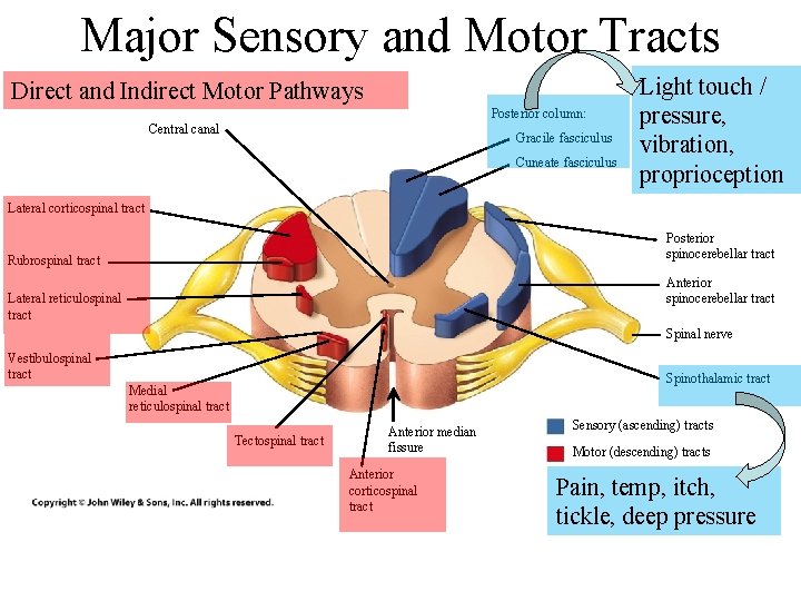 Major Sensory and Motor Tracts Direct and Indirect Motor Pathways Posterior column: Central canal