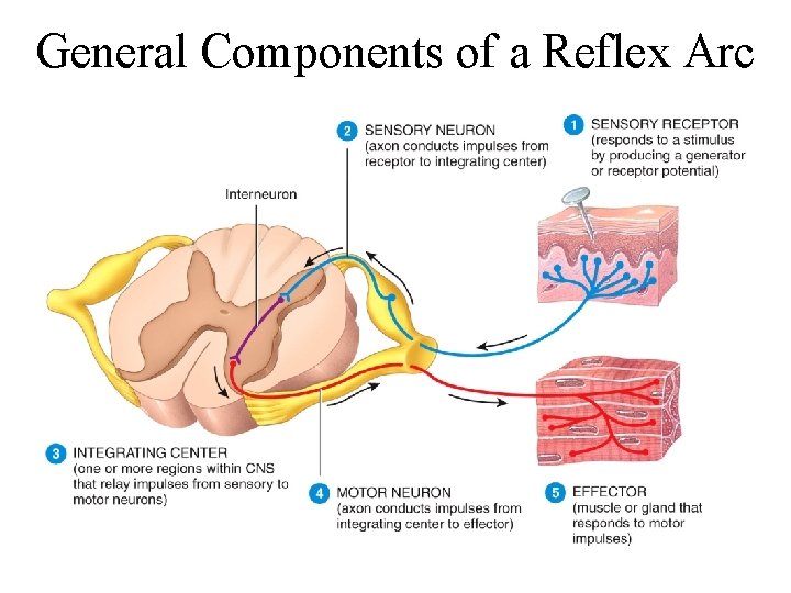 General Components of a Reflex Arc 