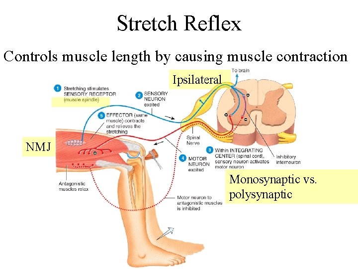 Stretch Reflex Controls muscle length by causing muscle contraction Ipsilateral NMJ Monosynaptic vs. polysynaptic