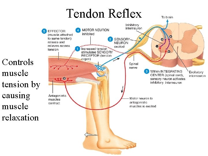 Tendon Reflex Controls muscle tension by causing muscle relaxation 