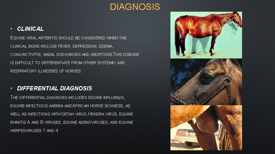 DIAGNOSIS • CLINICAL EQUINE VIRAL ARTERITIS SHOULD BE CONSIDERED WHEN THE CLINICAL SIGNS INCLUDE