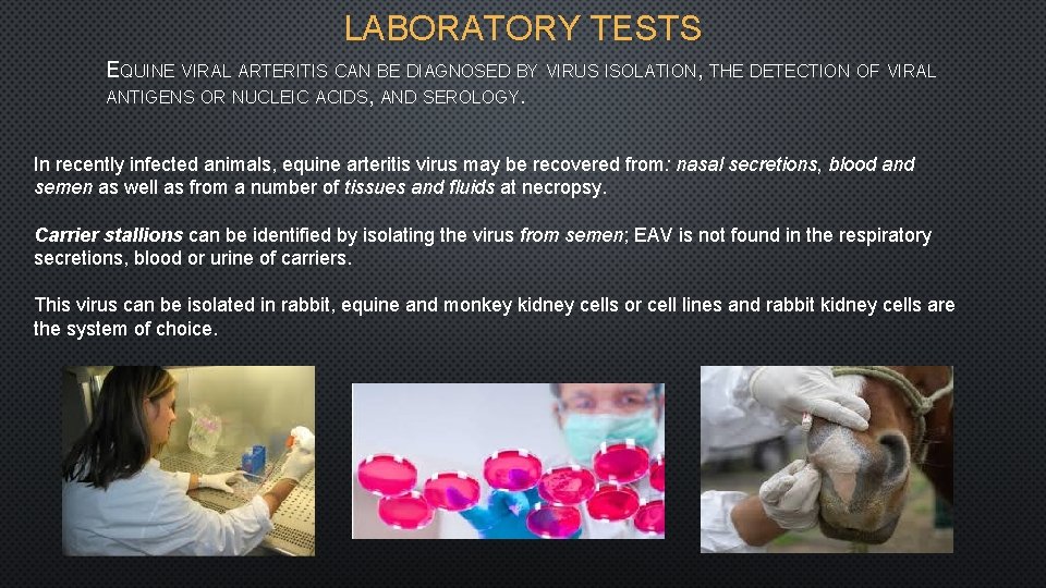 LABORATORY TESTS EQUINE VIRAL ARTERITIS CAN BE DIAGNOSED BY VIRUS ISOLATION, THE DETECTION OF