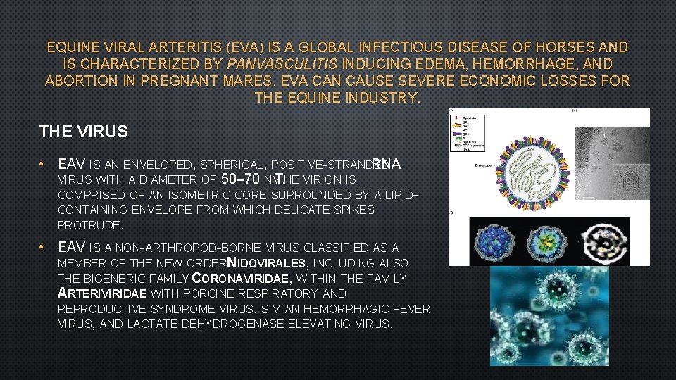 EQUINE VIRAL ARTERITIS (EVA) IS A GLOBAL INFECTIOUS DISEASE OF HORSES AND IS CHARACTERIZED