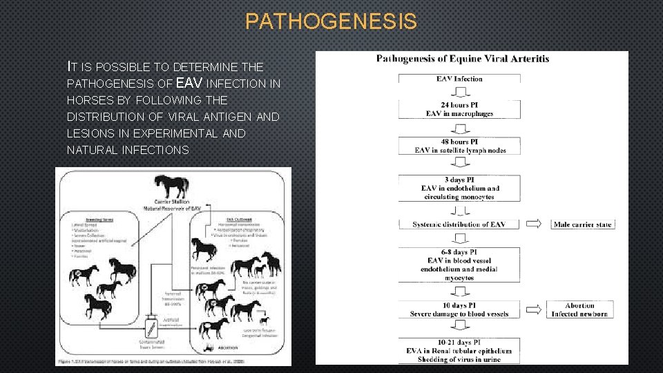 PATHOGENESIS IT IS POSSIBLE TO DETERMINE THE PATHOGENESIS OF EAV INFECTION IN HORSES BY