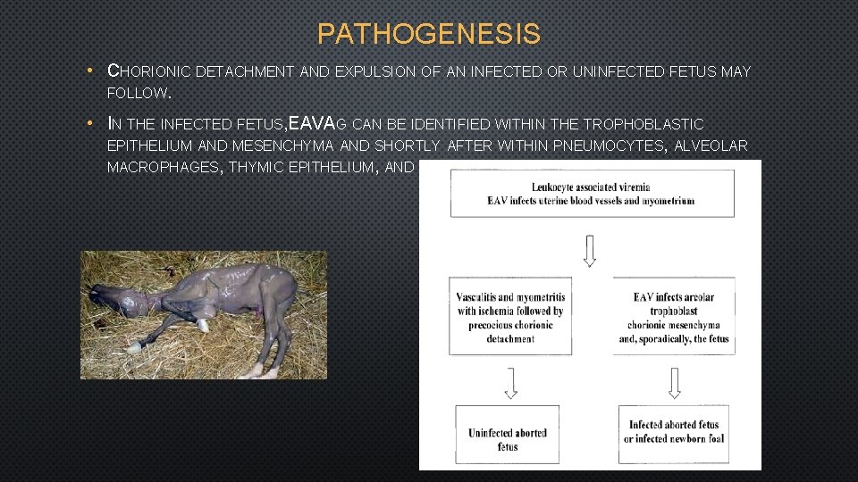PATHOGENESIS • CHORIONIC DETACHMENT AND EXPULSION OF AN INFECTED OR UNINFECTED FETUS MAY FOLLOW.