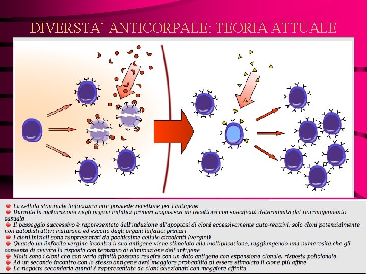 DIVERSTA’ ANTICORPALE: TEORIA ATTUALE SELEZIONE CLONALE 