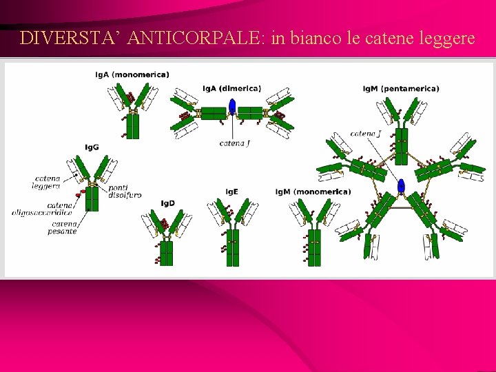 DIVERSTA’ ANTICORPALE: in bianco le catene leggere 