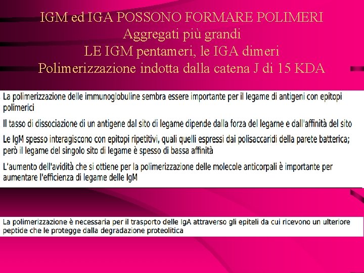 IGM ed IGA POSSONO FORMARE POLIMERI Aggregati più grandi LE IGM pentameri, le IGA