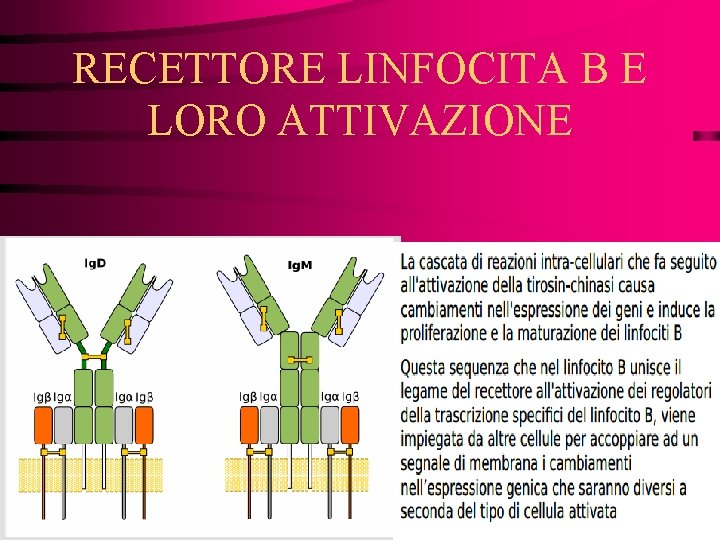 RECETTORE LINFOCITA B E LORO ATTIVAZIONE 