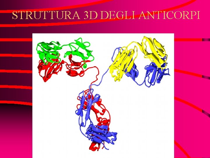 STRUTTURA 3 D DEGLI ANTICORPI 