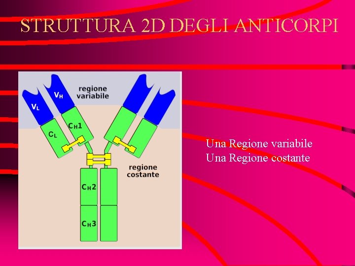 STRUTTURA 2 D DEGLI ANTICORPI Una Regione variabile Una Regione costante 