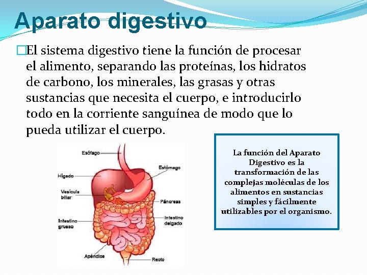 Aparato digestivo �El sistema digestivo tiene la función de procesar el alimento, separando las