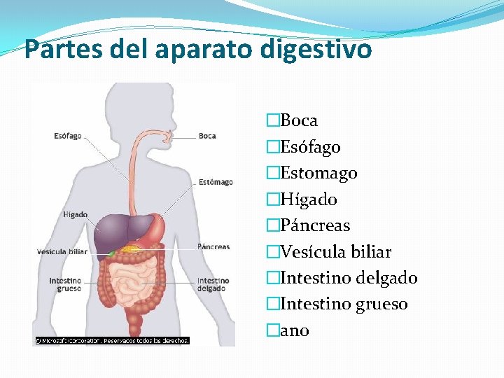 Partes del aparato digestivo �Boca �Esófago �Estomago �Hígado �Páncreas �Vesícula biliar �Intestino delgado �Intestino