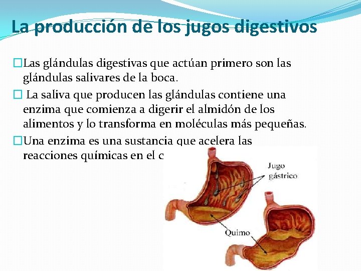 La producción de los jugos digestivos �Las glándulas digestivas que actúan primero son las