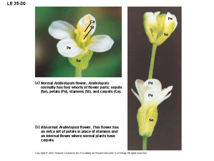 LE 35 -30 Pe Ca St Se Pe Se Normal Arabidopsis flower. Arabidopsis normally