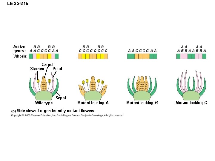 LE 35 -31 b Active genes: Whorls: Carpel Stamen Petal Sepal Wild type Mutant