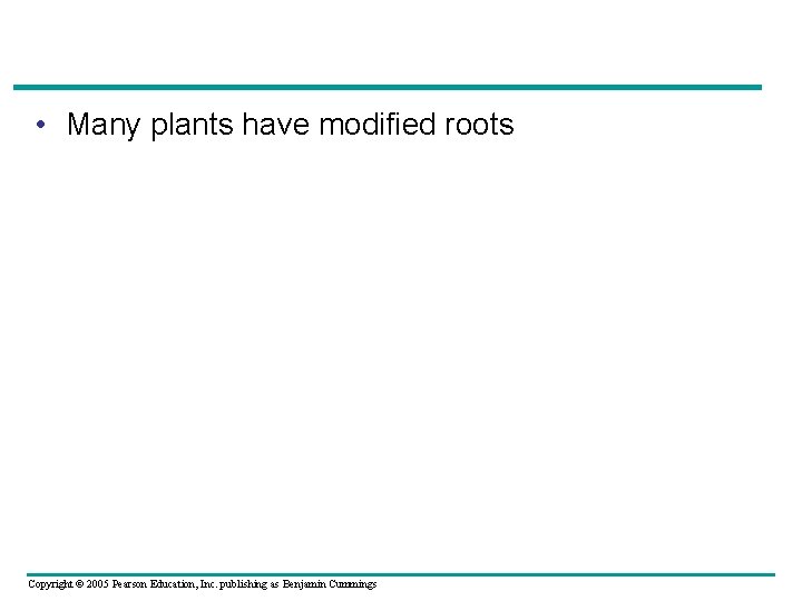  • Many plants have modified roots Copyright © 2005 Pearson Education, Inc. publishing