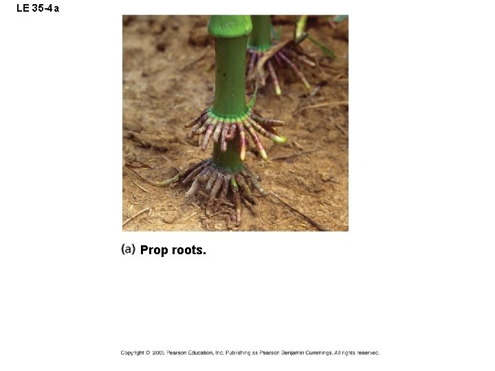 LE 35 -4 a Prop roots. 