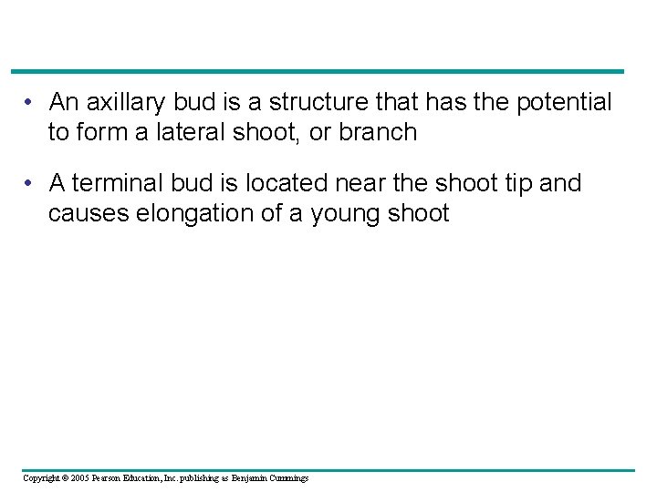  • An axillary bud is a structure that has the potential to form